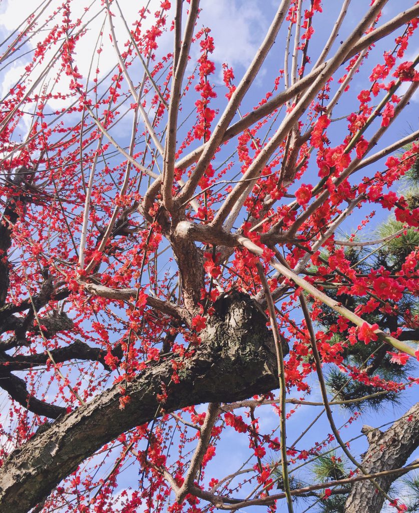 東京P-10近くの梅の花が咲きました